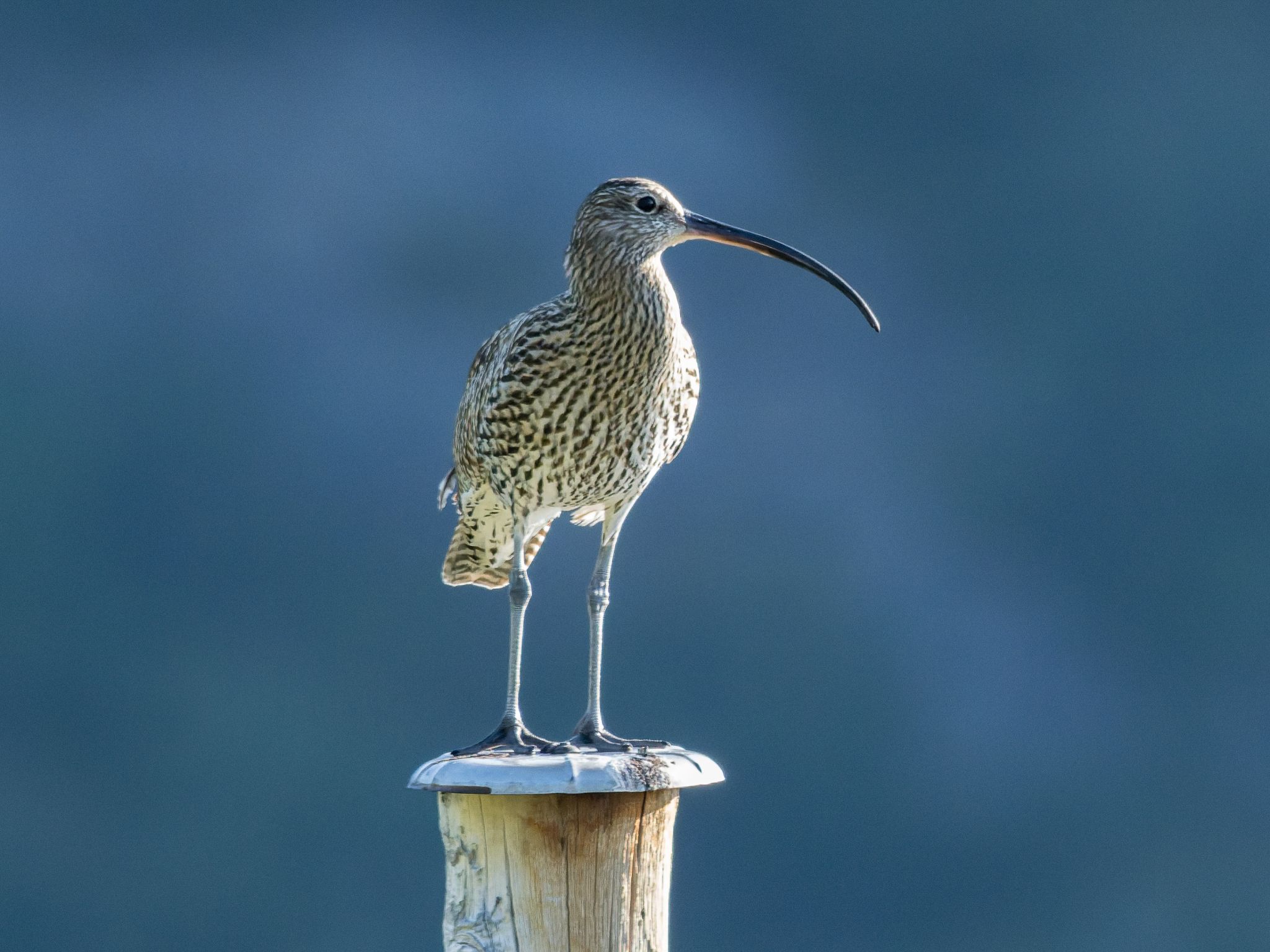 Großer Brachvogel